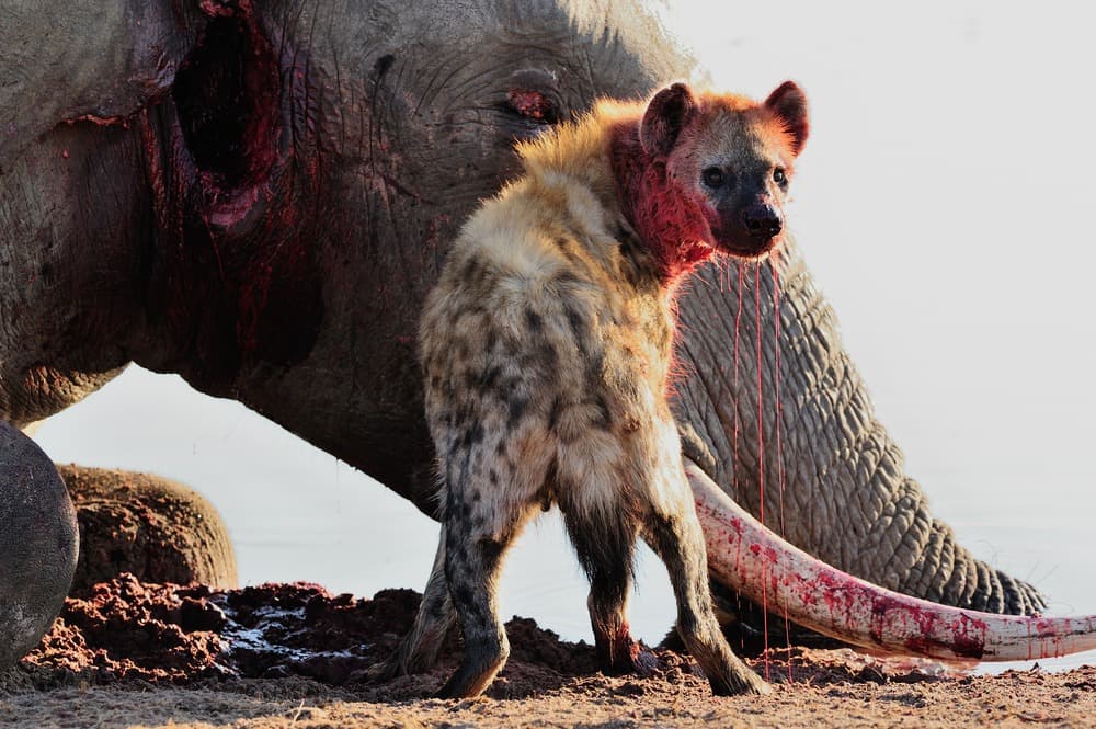 Hwange National Park