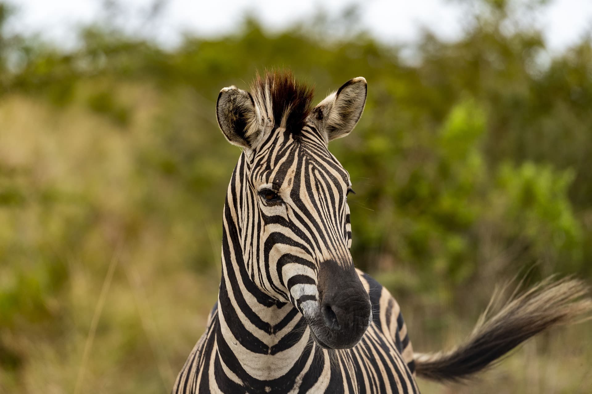 The Most Beautiful Safaris to Experience in Namibia