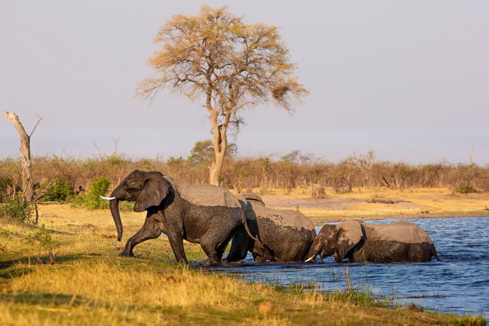 Bwabwata National Park
