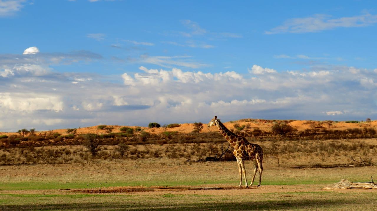 Kalahari Desert