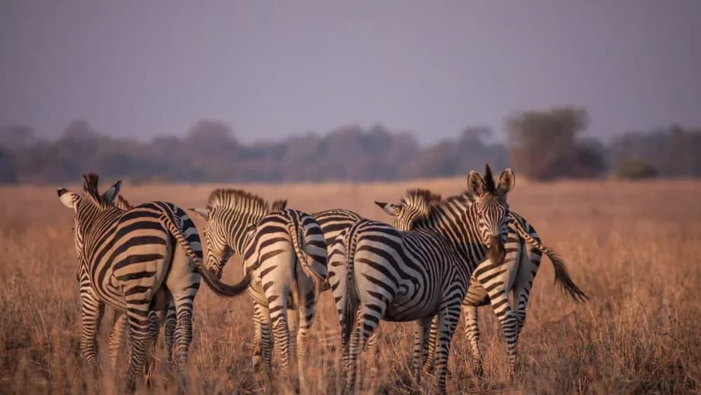 Etosha National Park