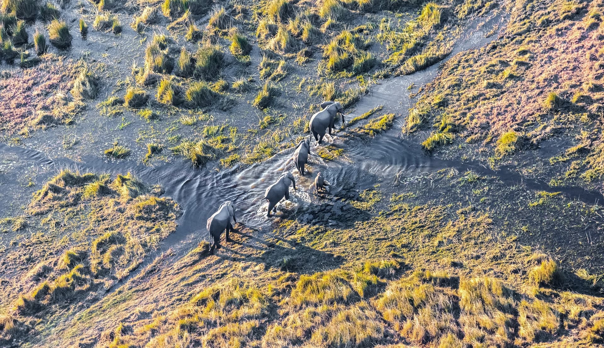Moremi Reserve / South of the Okavango Delta