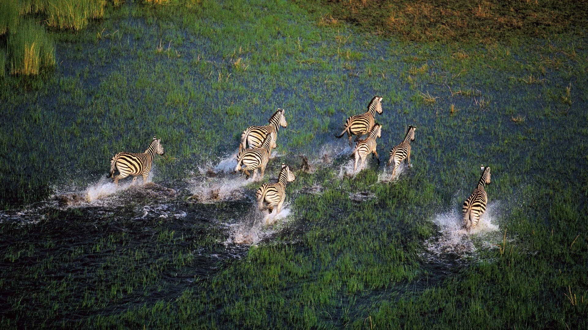 Maun / The Moremi Reserve