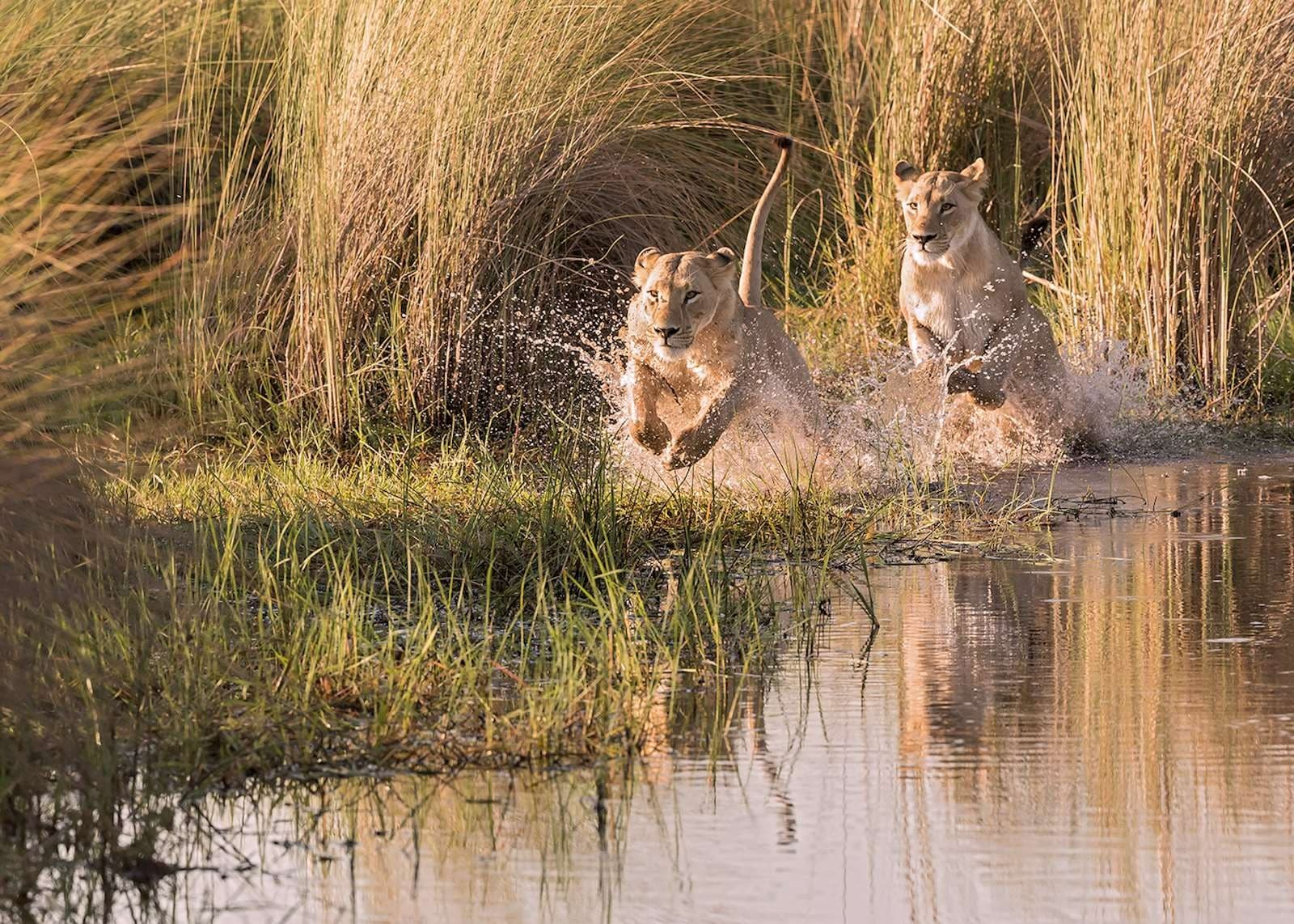 On the Moremi Reserve