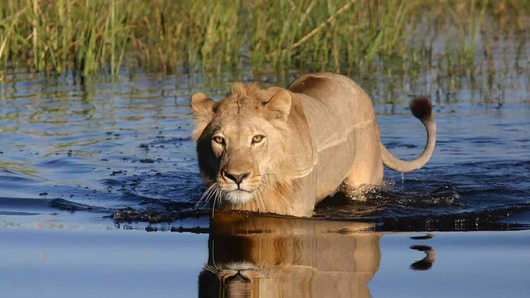Okavango Delta (the Kwara Concession)