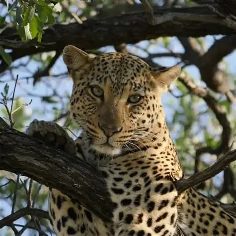 Etosha / Otjiwarongo