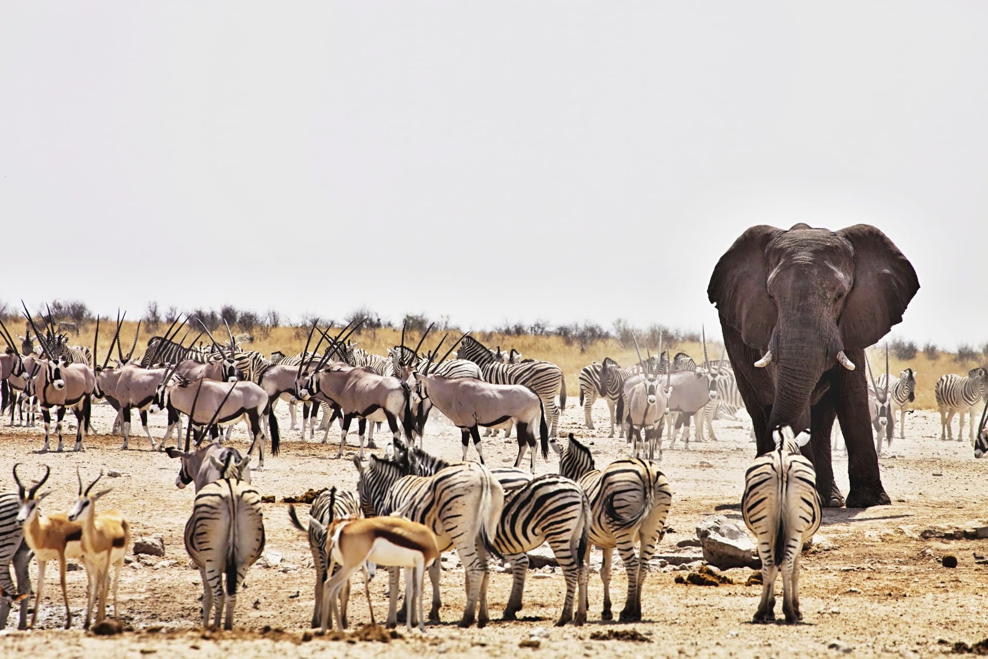 Damaraland /Etosha